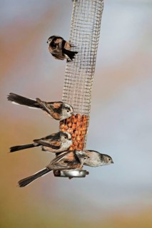 Long-tailed tit