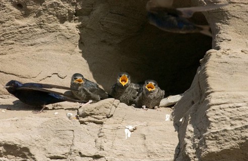 Southern swallow