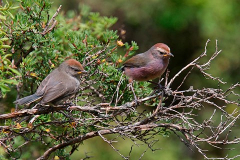 White-browed Tit Warbler