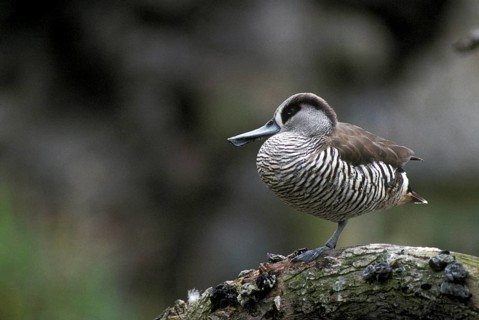 Pink-eared duck