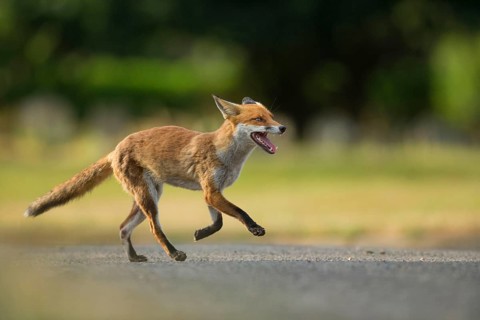 European Red Fox
