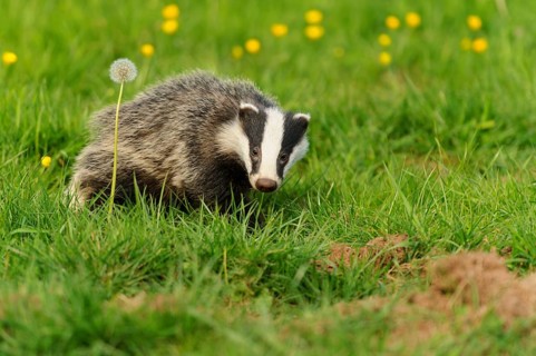 Eurasian Badger