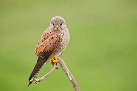 Common Kestrel