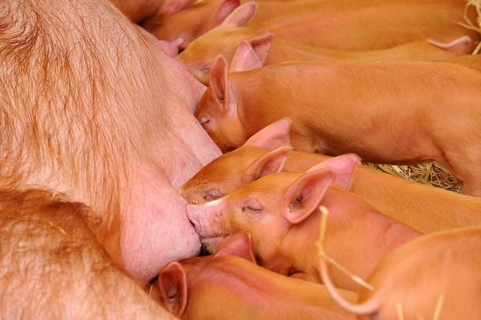 Domestic pig