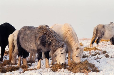 Welsh mountain pony