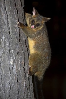 Common common brushtail possum