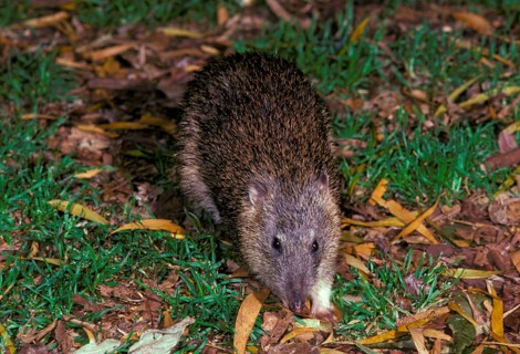 Northern brown bandicoot
