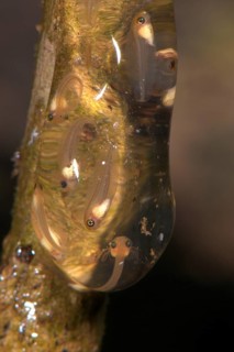 Tree frog tadpoles