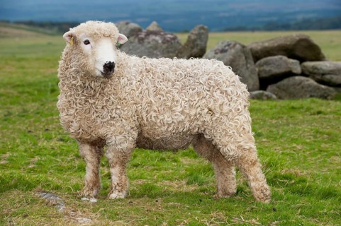 Domestic Sheep
