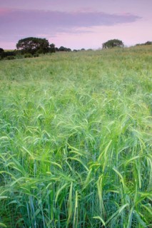Barley