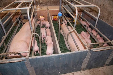 Pig farming