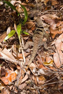 Great Madagascar Tree Iguana