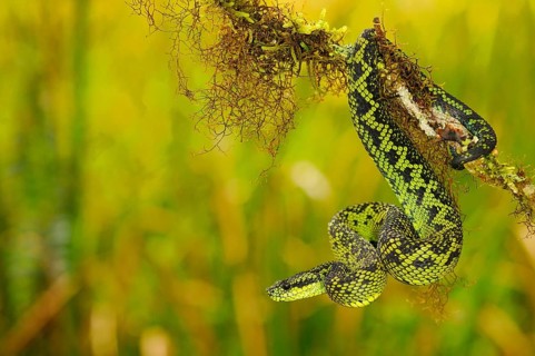 Black-green bush viper
