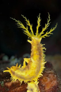 Yellow yellow sea cucumber