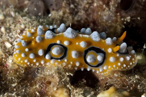 Other animals
