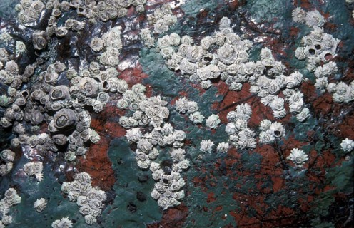 Barnacle