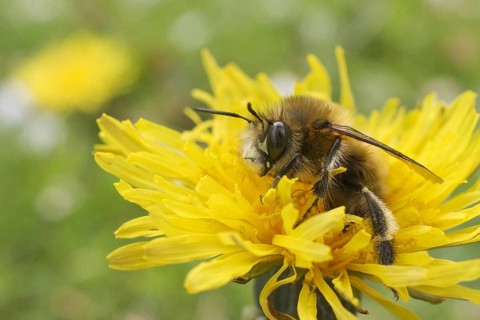 Hairy-footed Flower Bee