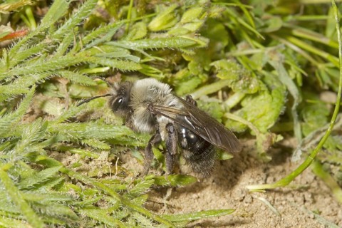 Solitary digger bees