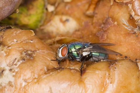 Common Greenbottle