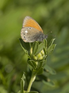 Chestnut Heath