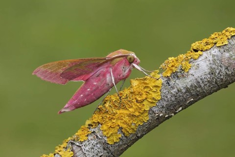 Elephant hawk-moth