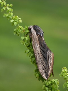 Privet hawkmoth