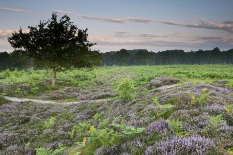 Bracken