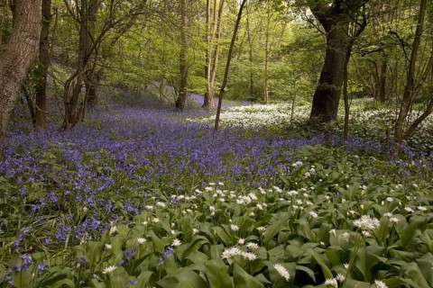 Ramsons