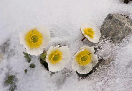 Glacier Crowfoot