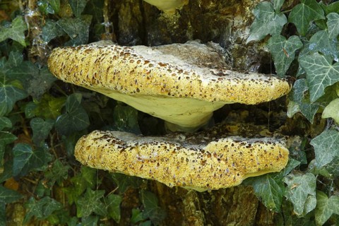 Weeping polypore