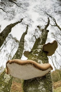 Birch polypore