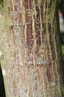 Pere David's pere david's maple