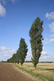 Lombardy Poplar
