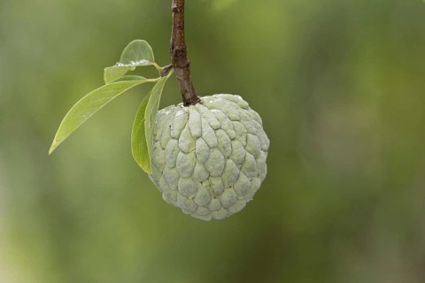 Custard Apple