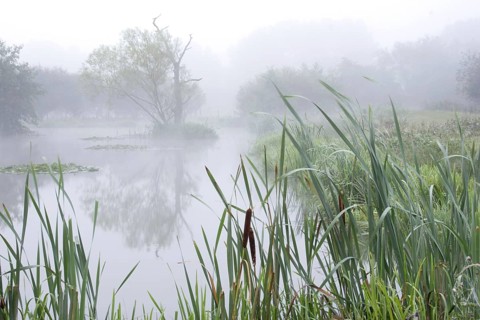 Misty pond on organic farm at dawn
