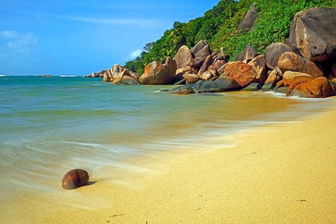 Coconut on the beach of Anse Cimitiere in the early morning