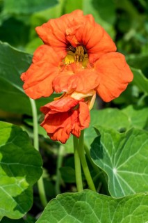 Garden nasturtium