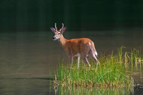 White-tailed deer