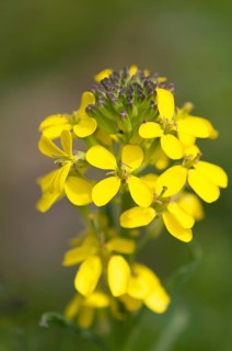 Fragrant wallflower