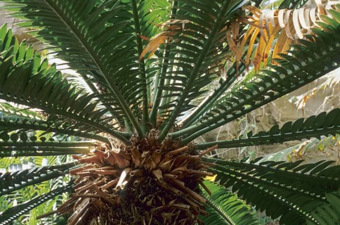 Mexican Double Palm Fern
