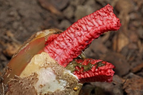 Octopus mushroom