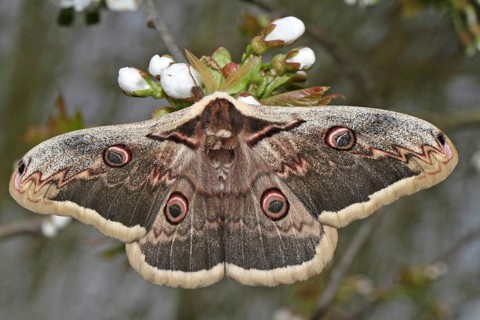 Viennese Moth Peacock