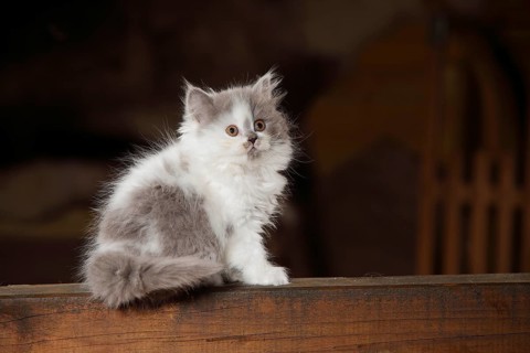 British Longhair