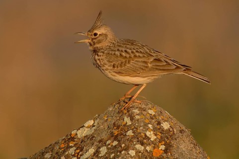 Crested Lark