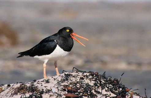 Magellanic Oystercatcher