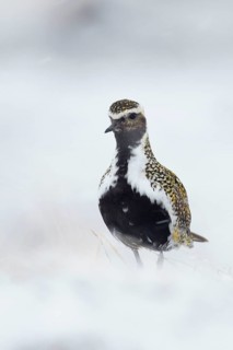 Eurasian Golden Plover