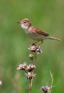 Booted Warbler