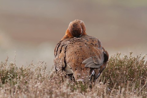Red grouses