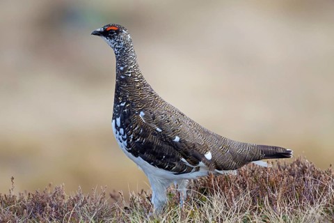 Rock ptarmigan
