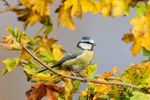 Blue Tit